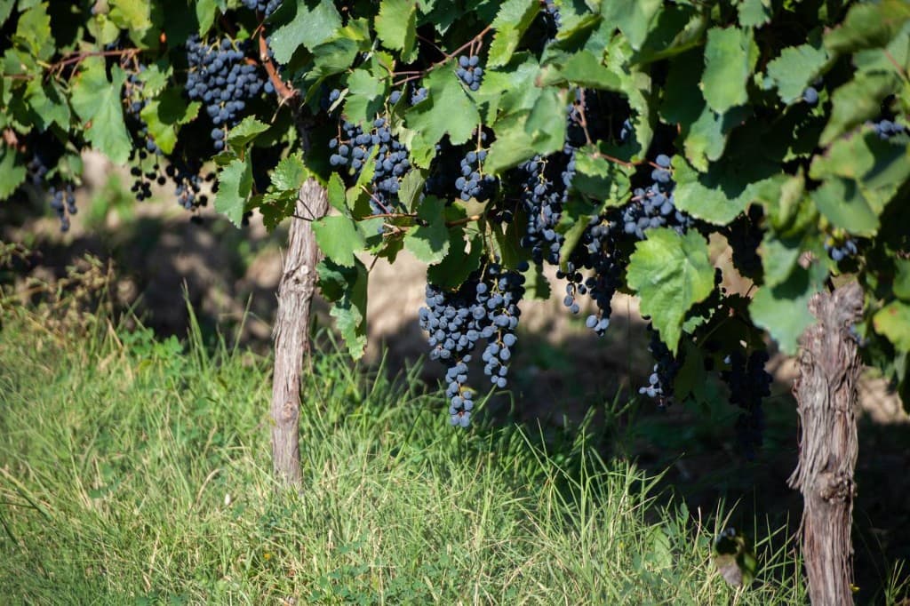 Grape clusters
